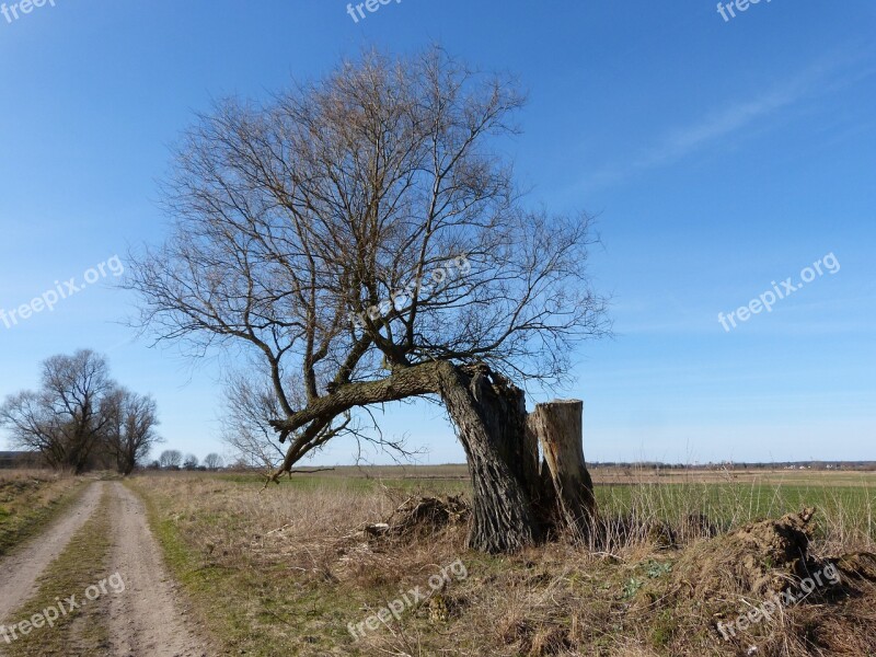 Tree Lightning Weft Landscape Split Free Photos