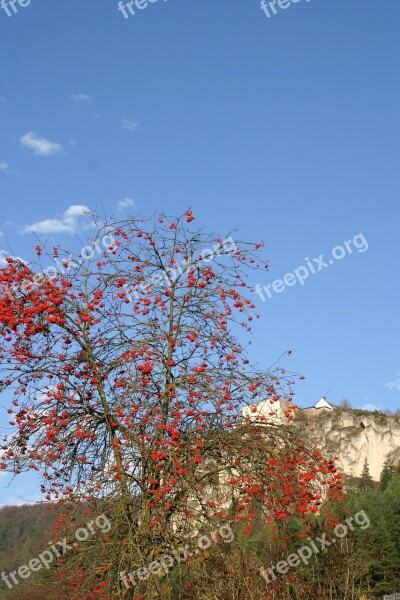 Burg Arnsberg Altmühl Valley Altmühltal Nature Park Autumn Rowanberries