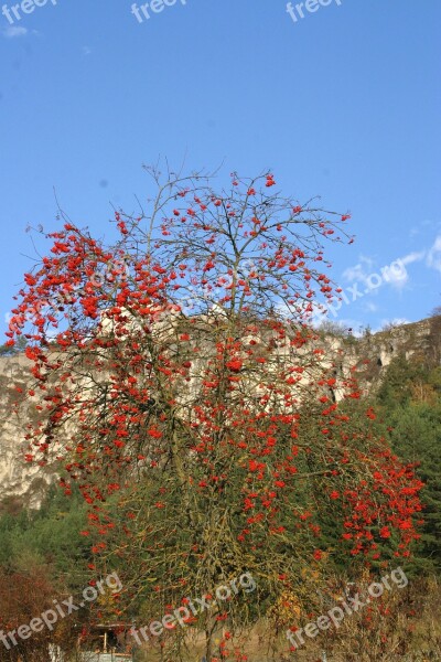 Burg Arnsberg Altmühl Valley Altmühltal Nature Park Autumn Rowanberries