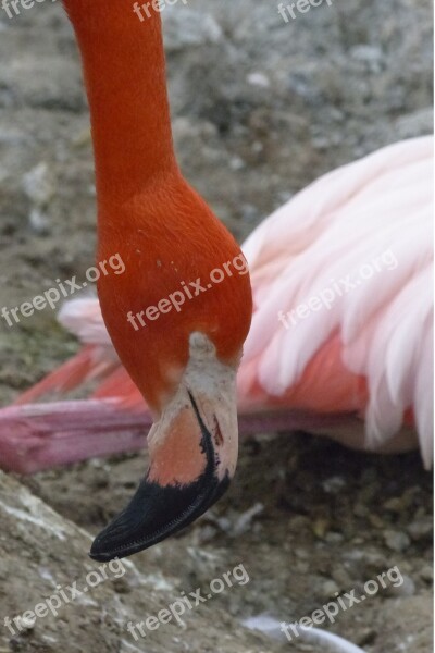 Pink Flamingo Bird Nature Animal