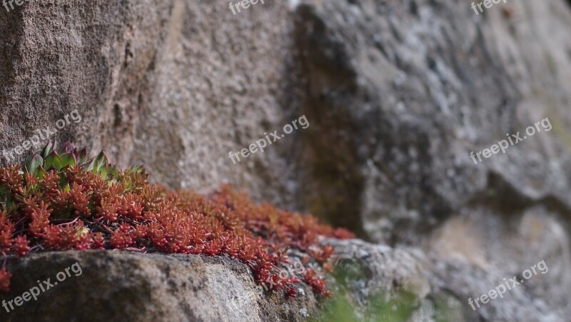 Stone Crop Stone Plant Mountains Wall