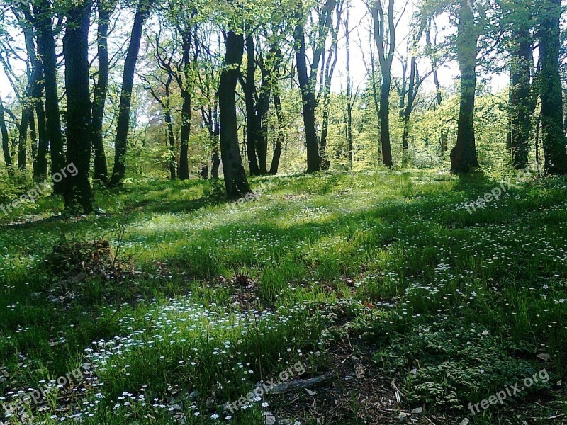 Glade Forest Spring Babelsberg Potsdam