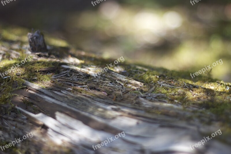 Fallen Tree Trunk Weathered Rotten