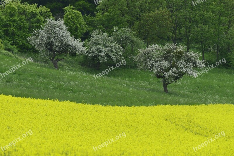 Field Of Rapeseeds Yellow L Landscape Spring