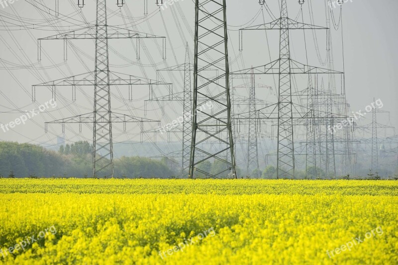 Oilseed Rape Field Yellow Free Photos