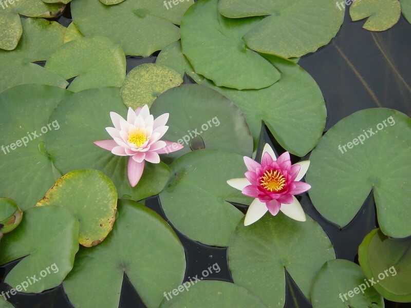 Flowers Waterlilies Water Green Leaves