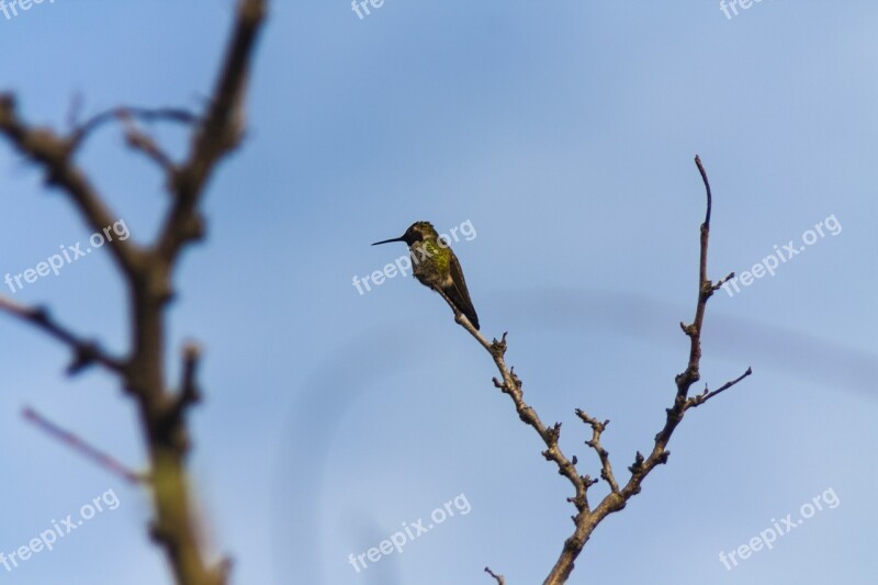 Hummingbird Bird Nature Sky Free Photos