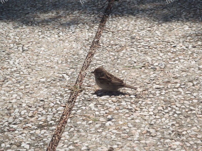 Portugal Birdie Park Free Photos