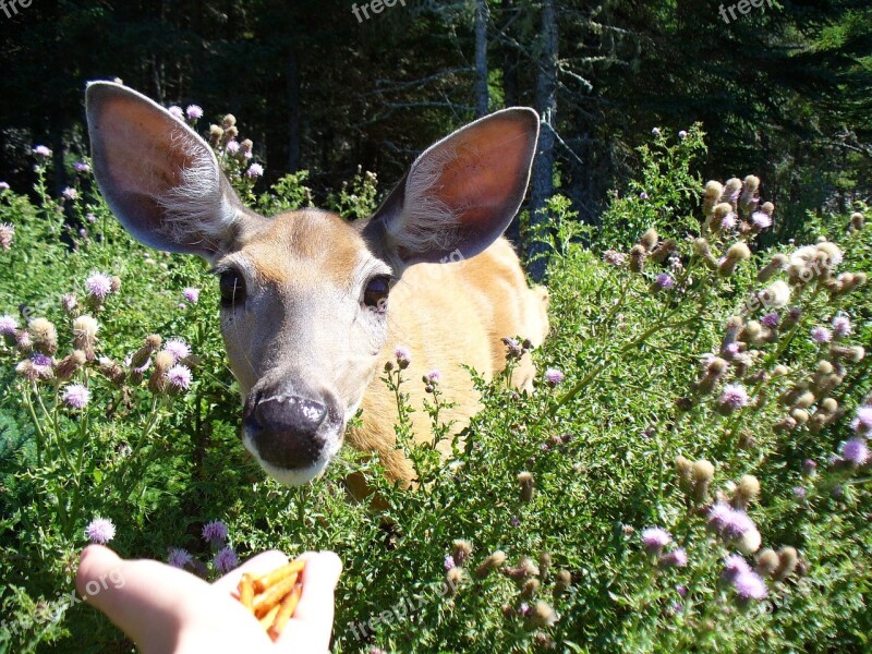 Deer Feed Anticosti Island Free Photos