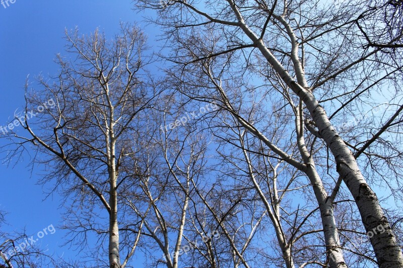 Trees Birch White Sky Sky View