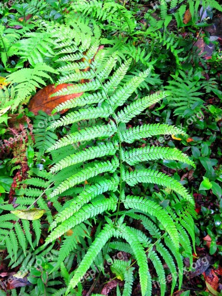 Plant Fern Green Free Photos