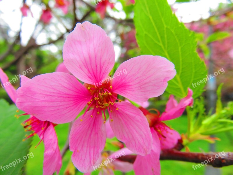 Cherry Blossoms Yoshino Yīng Flower Spring Pink