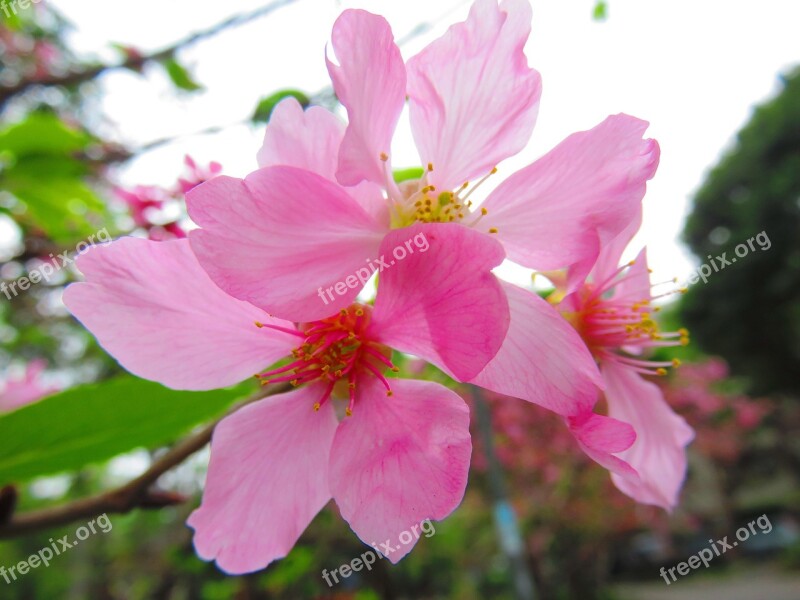 Cherry Blossoms Yoshino Yīng Flower Spring Pink