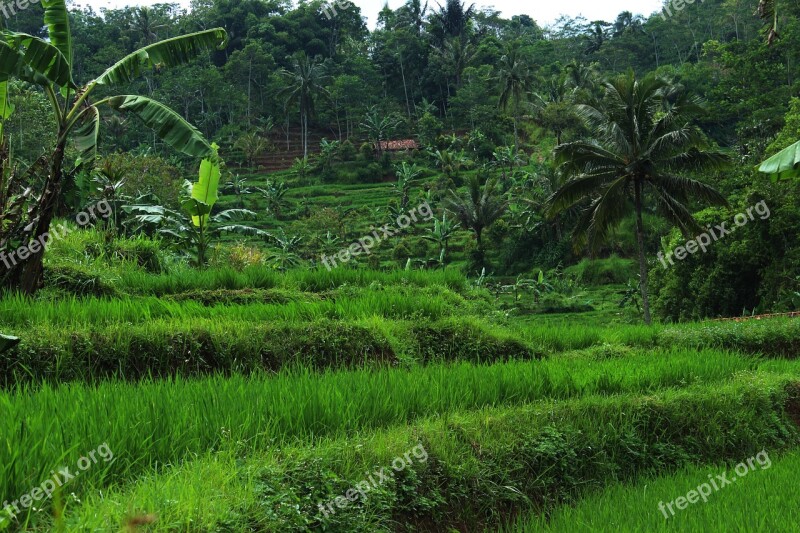 Green Nature Natural Field Landscape