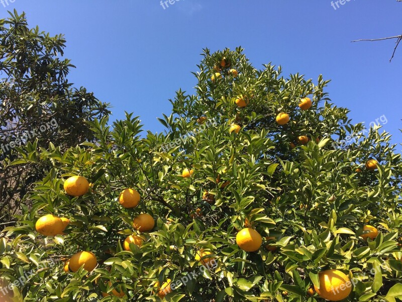 Watson Pomelo Mandarin Oranges Tree Of Oranges Fruit Orange