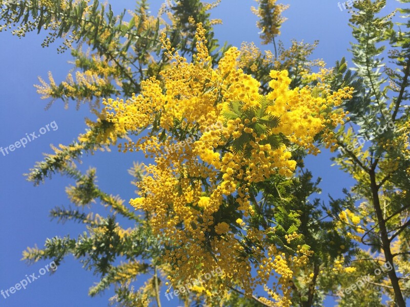 Acacia Mimosa Acacia Spring Flowers Yellow Flowers Free Photos