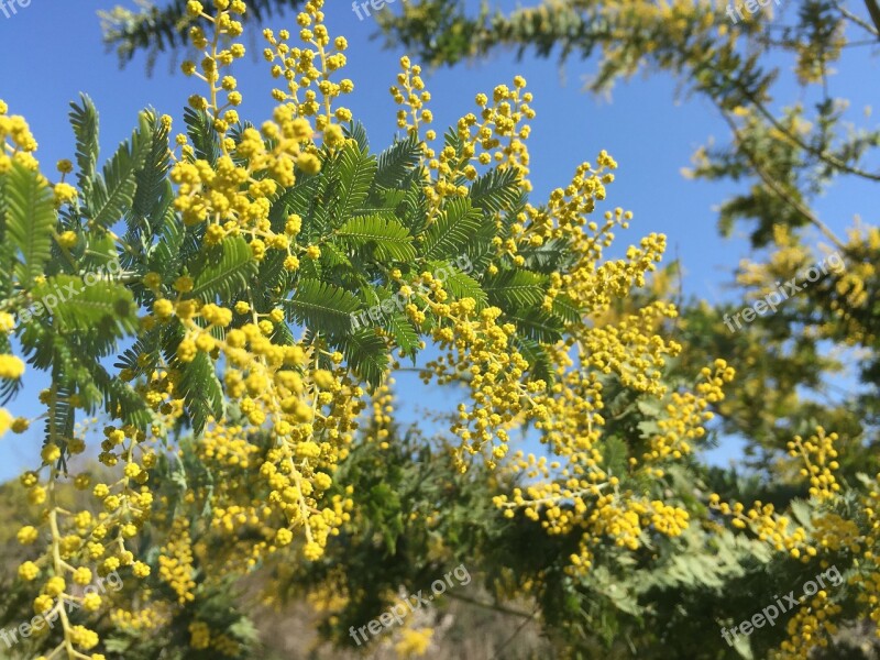 Mimosa Acacia Acacia Yellow Flowers Spring Flowers Free Photos