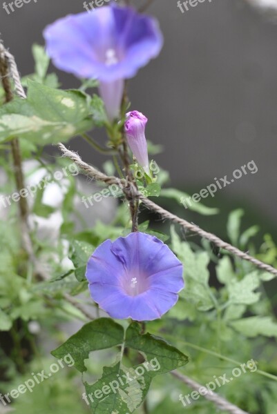 Morning Glory Flowers Green Curtain Free Photos