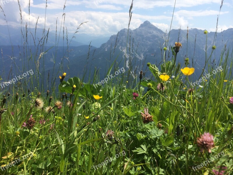 Meadow Mountains Buttercup Klee Red Clover