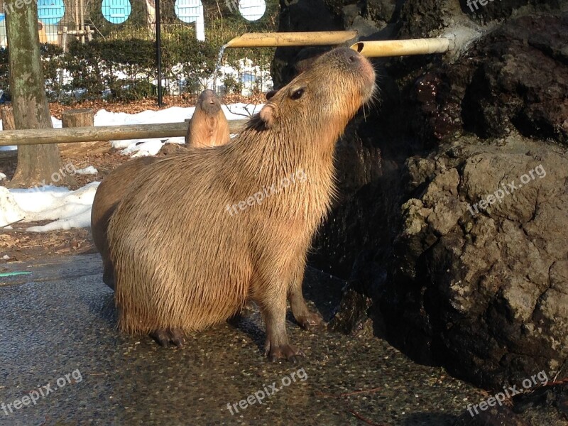 Animal Capybara Cute Free Photos