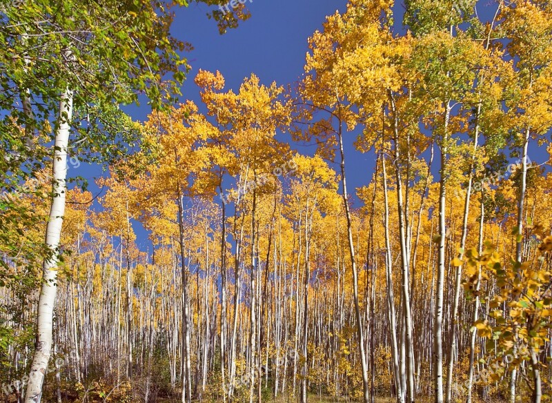 Aspen Trees Autumn Sante Fe Fall