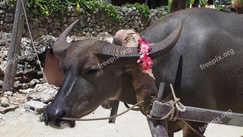 Buffalo Hackery Okinawa Free Photos