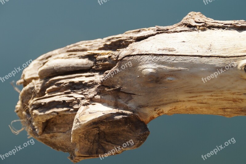 Wood Flotsam And Jetsam Bank Free Photos