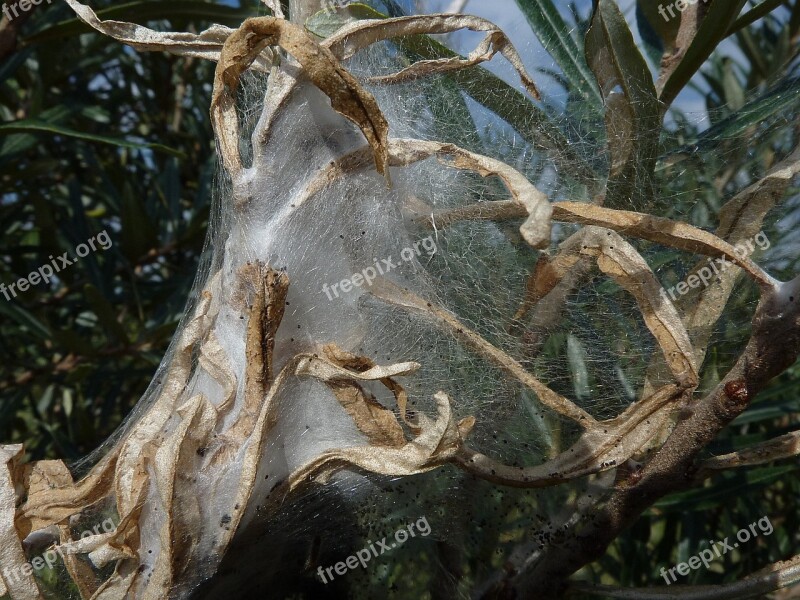 Spin Web Cobweb Nature Free Photos