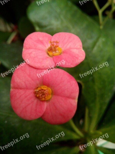 Flower Euphorbia Milii Thorns Of Christ Christ Crown Colombia