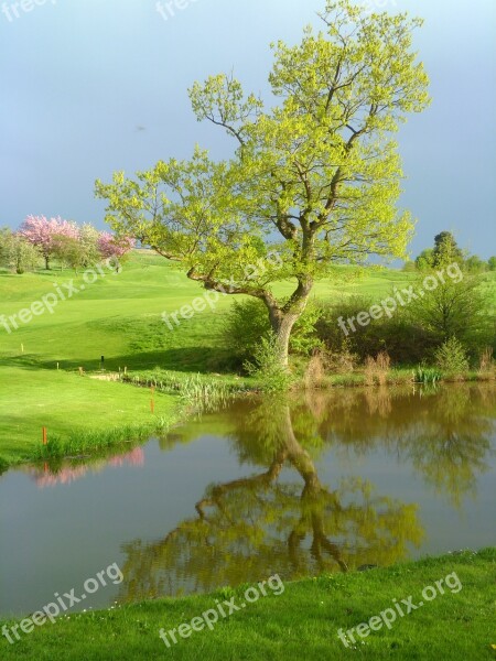 Golf Sport Water Reflection Tree