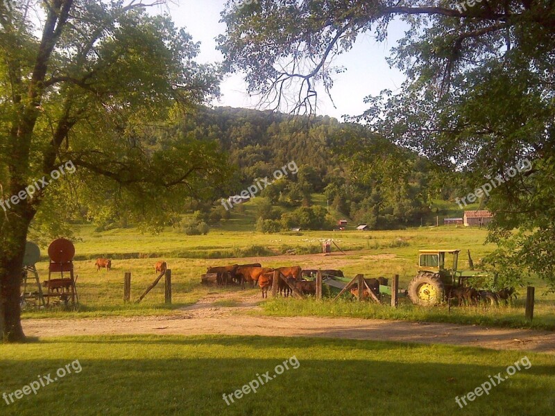 Rural Cows Tractor Cattle Agriculture