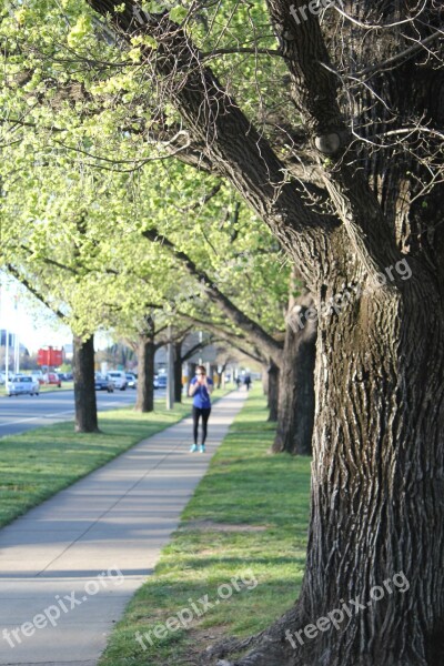 Jogging Tree Footpath Green Free Photos