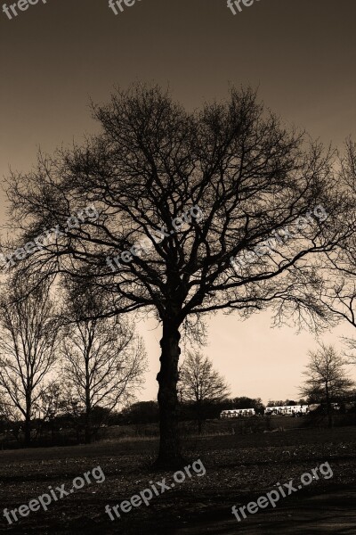 Tree Sepia Abandoned Sky Loneliness