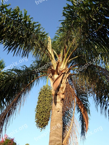 Palm Seeds Seed Nature Tree