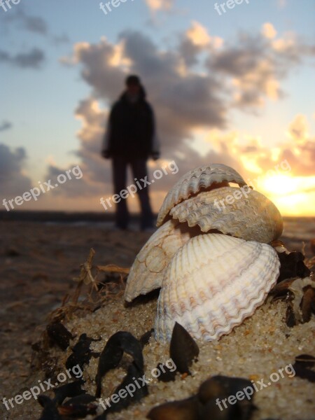 Mussels Sea Sand Mussel Shells Sand Beach