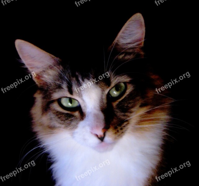 Cat Portrait Animal Feline Free Photos