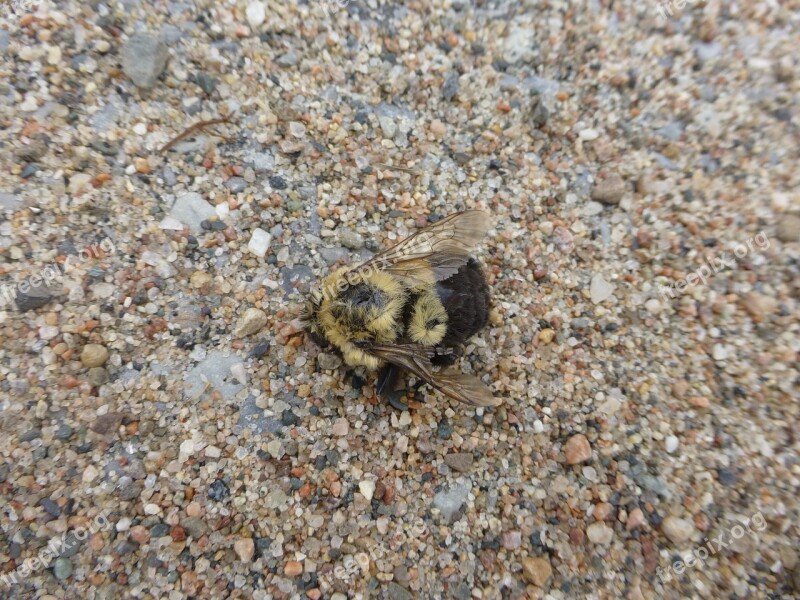 Bee Bumblebee Dead Macro Close-up