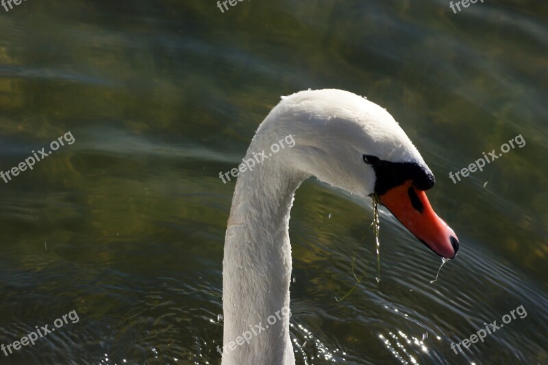 Swan Water Snout Neck Animal