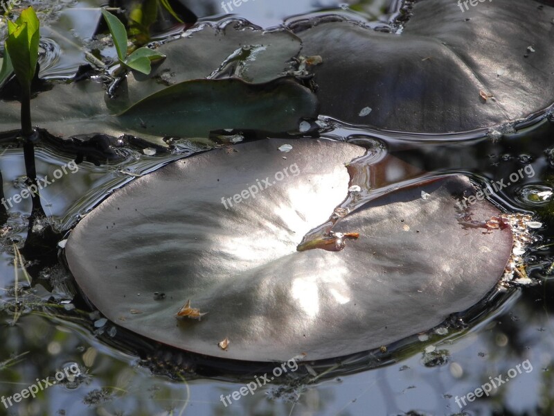 Lily Pad Sunlight Close Up Free Photos