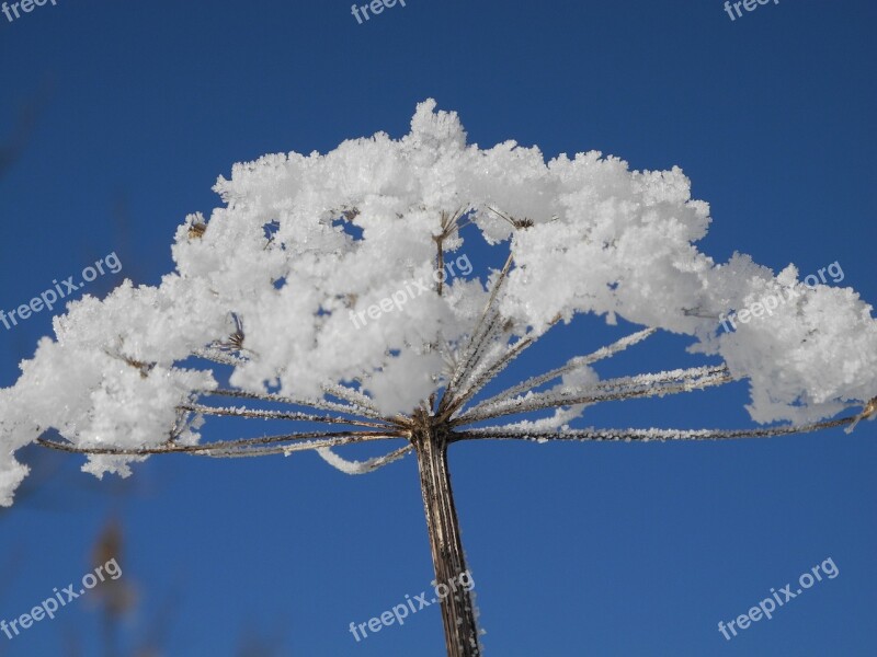 Hoarfrost Flower Hogweed Winter Snow