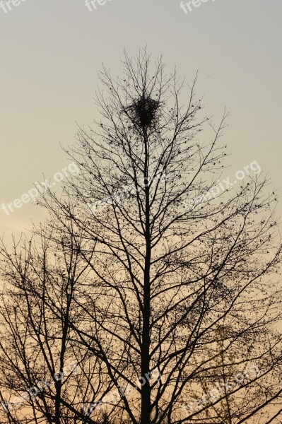 Tree Nest Nature Branches Bird's Nest