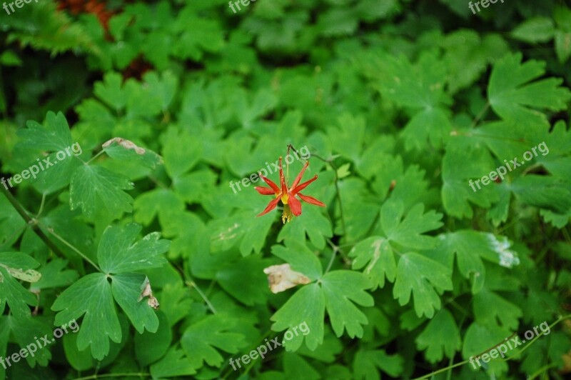 Columbine Green Wild Flower Plant