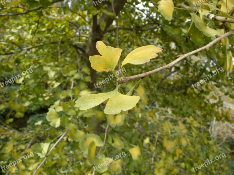 Taiwan Lun Mountains Ginkgo Flower Free Photos