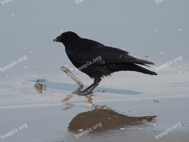 Crow Eating Shell Beach Sea