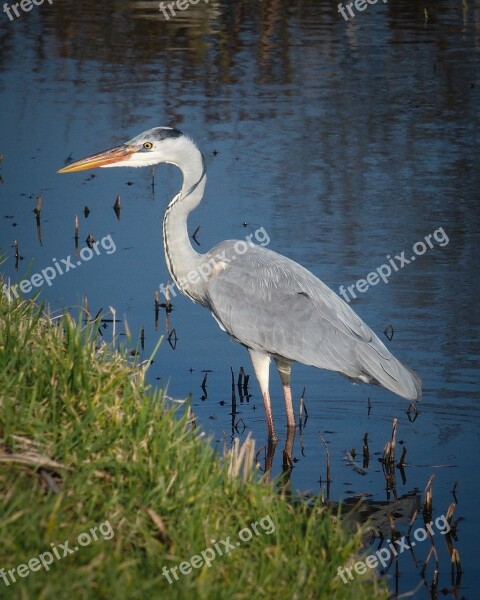 Heron Bird Nature Fauna Fishing