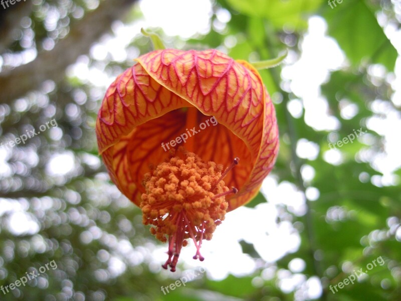 Lantern Hibiscus Lantern Flower Pistil Spring Four Beasts Hill