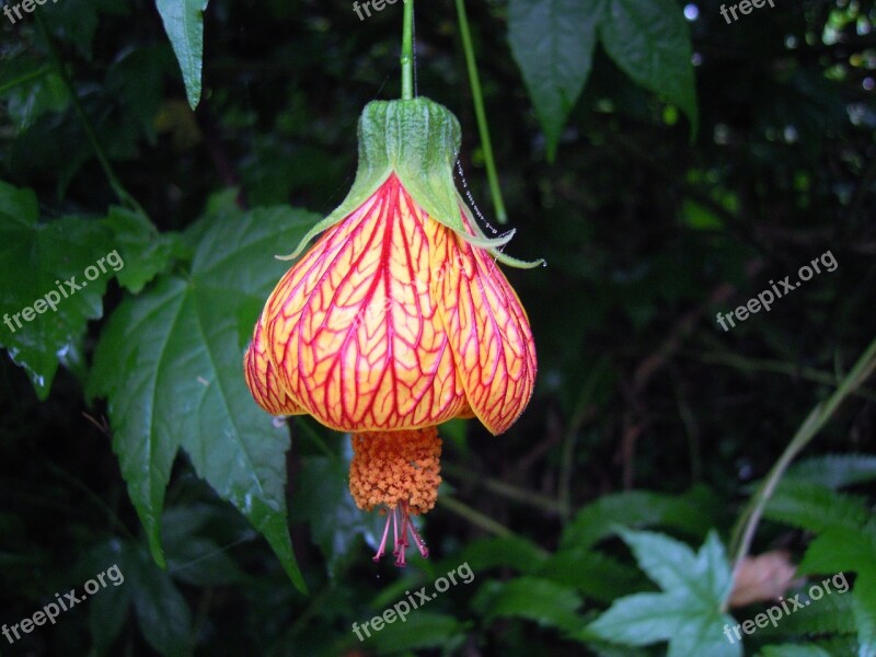 Lantern Hibiscus Lantern Flower Spring Four Beasts Hill Taipei