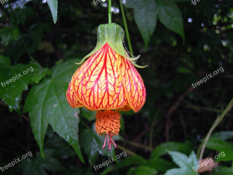 Lantern Hibiscus Lantern Flower Spring Four Beasts Hill Taipei