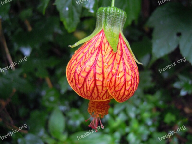 Lantern Hibiscus Lantern Flower Spring Four Beasts Hill Taipei