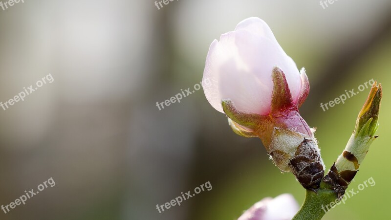 Almond Blossom Spring Free Photos Free Photos